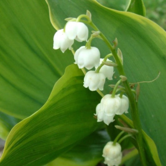 Convallaria majalis 'Hardwick Hall' - dalalilja