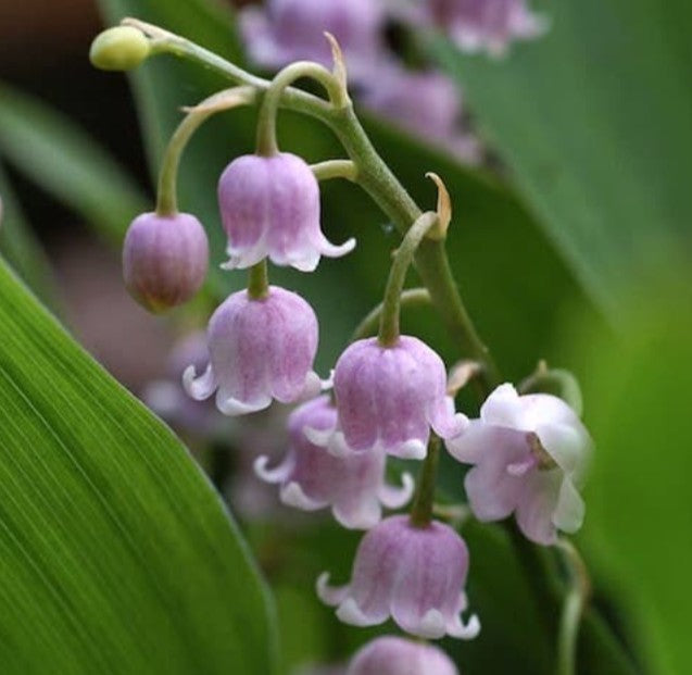 Convallaria majalis 'Rosea' - dalalilja