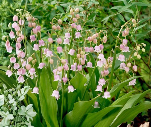Convallaria majalis 'Rosea' - dalalilja