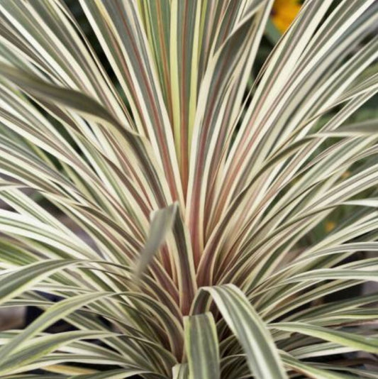 Cordyline australis 'Torbay Dazzler' - drekakylfurót