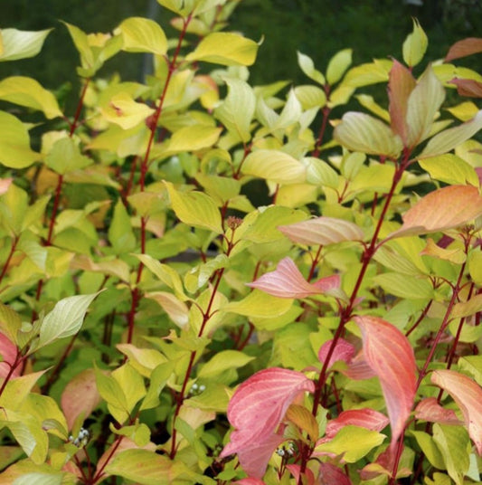 Cornus alba 'Aurea' - mjallarhyrnir