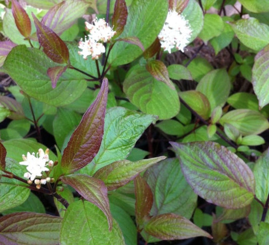 Cornus alba 'Kesselringii' - mjallarhyrnir