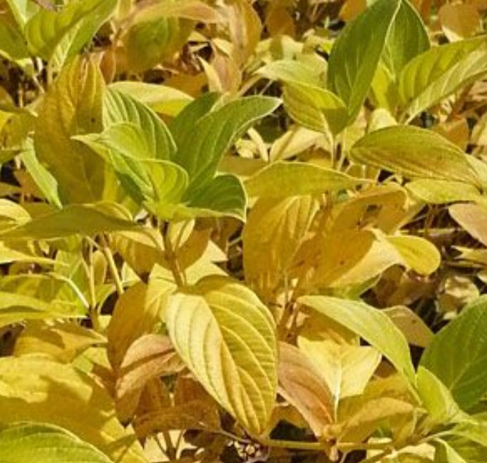 Cornus sericea 'Flaviramea' - sveighyrnir