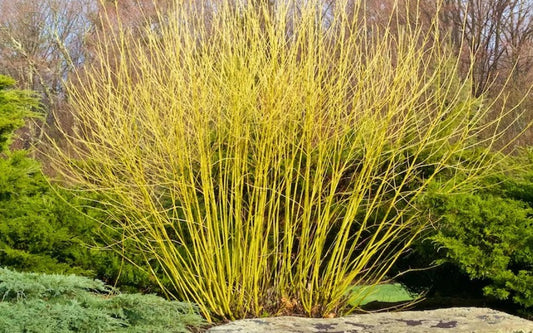 Cornus sericea 'Flaviramea' - sveighyrnir
