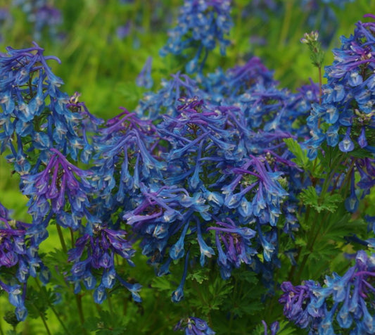 Corydalis calycosa