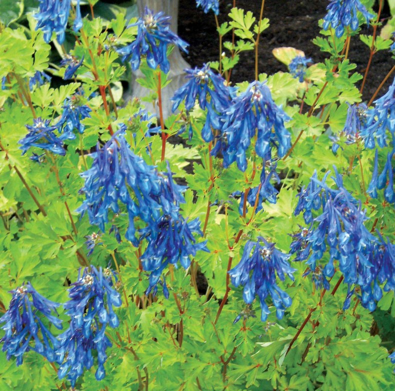 Corydalis elata