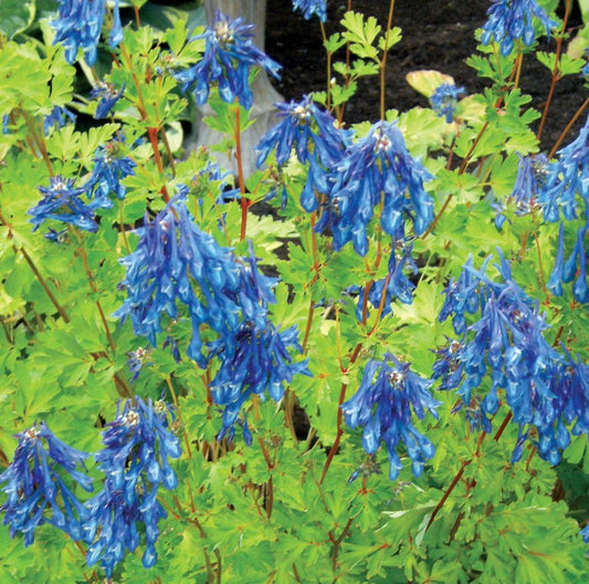 Corydalis elata