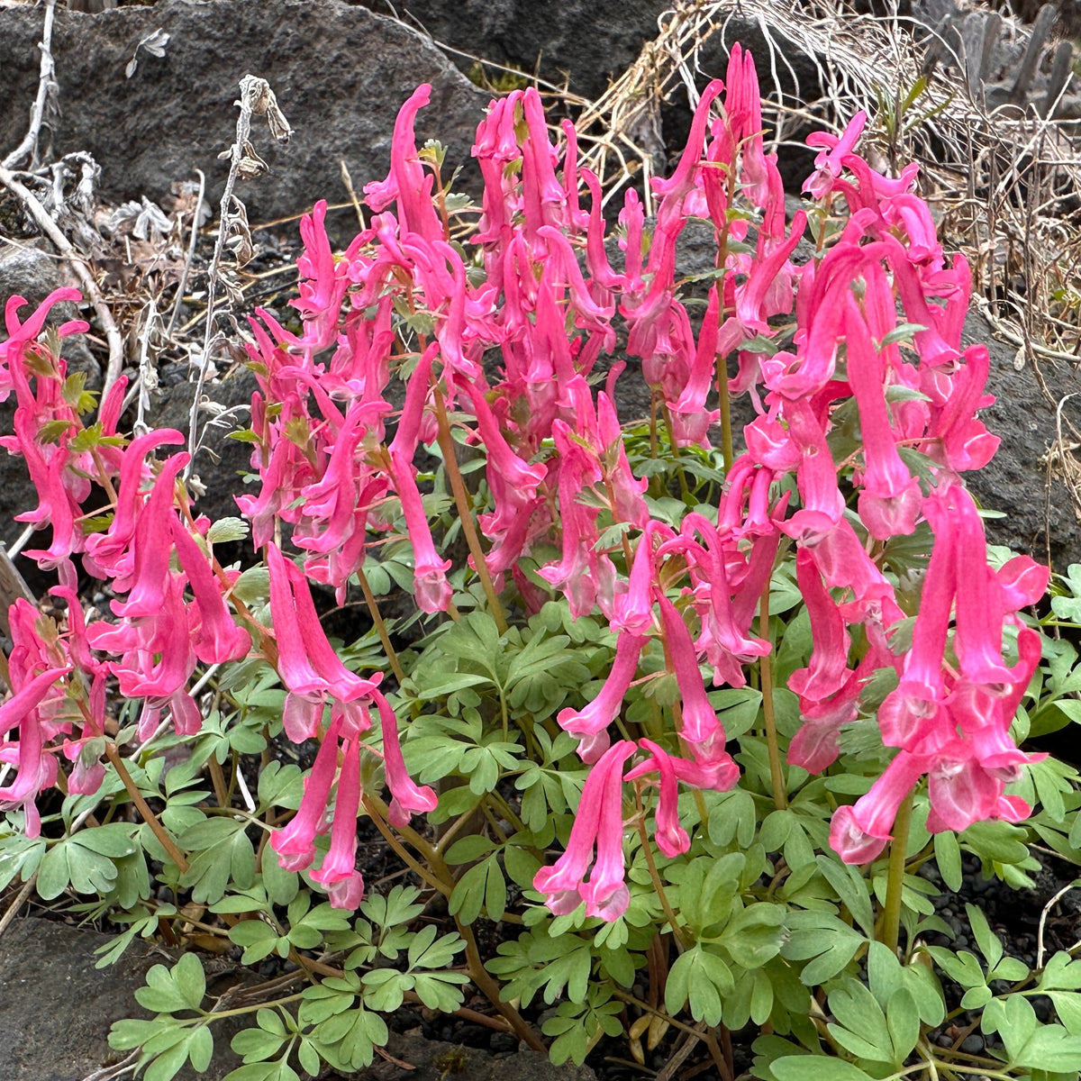 Corydalis solida 'Beth Evans' - fuglafit