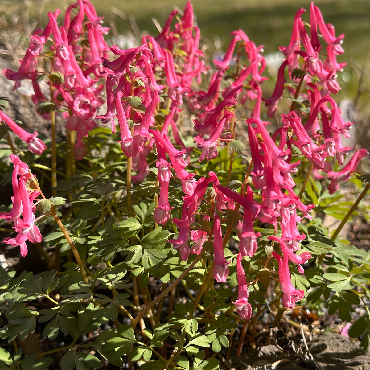 Corydalis solida 'Beth Evans' - fuglafit