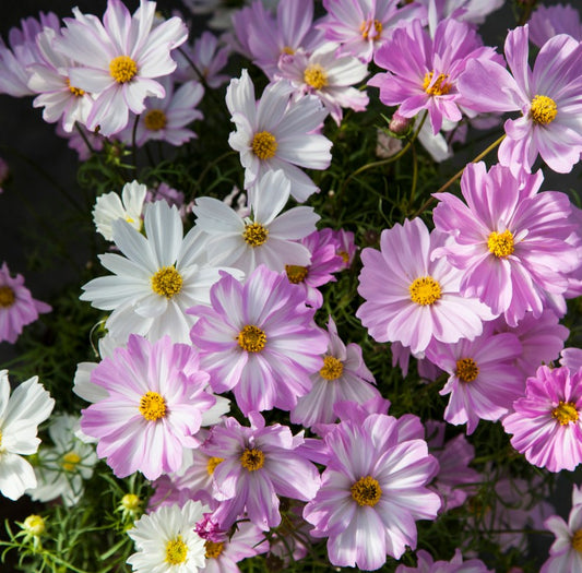 Cosmos 'Apollo Lovesong' - brúðarstjarna