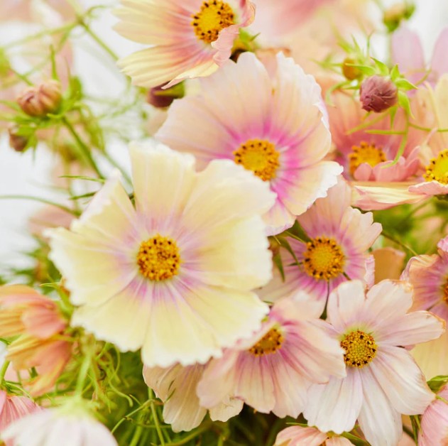 Cosmos 'Apricot Lemonade' - brúðarstjarna