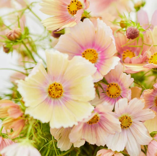 Cosmos 'Apricot Lemonade' - brúðarstjarna