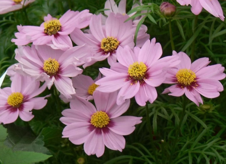 Cosmos 'Sonata Pink Blush' - brúðarstjarna – Garðaflóra verslun