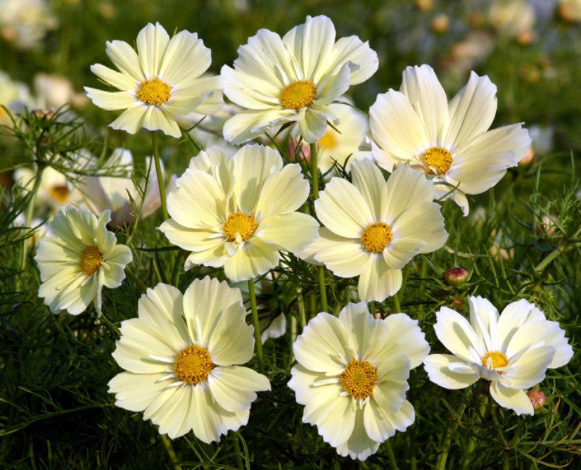 Cosmos 'Xanthos' - brúðarstjarna