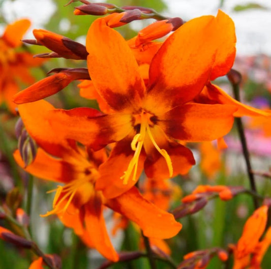 Crocosmia 'Emily McKenzie' - glóðarlilja