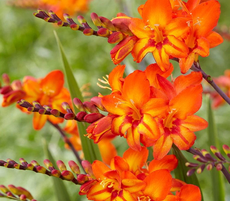 Crocosmia 'Firestars Scorchio' - glóðarlilja