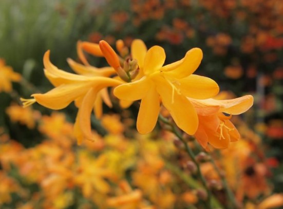 Crocosmia 'George Davison' - glóðarlilja