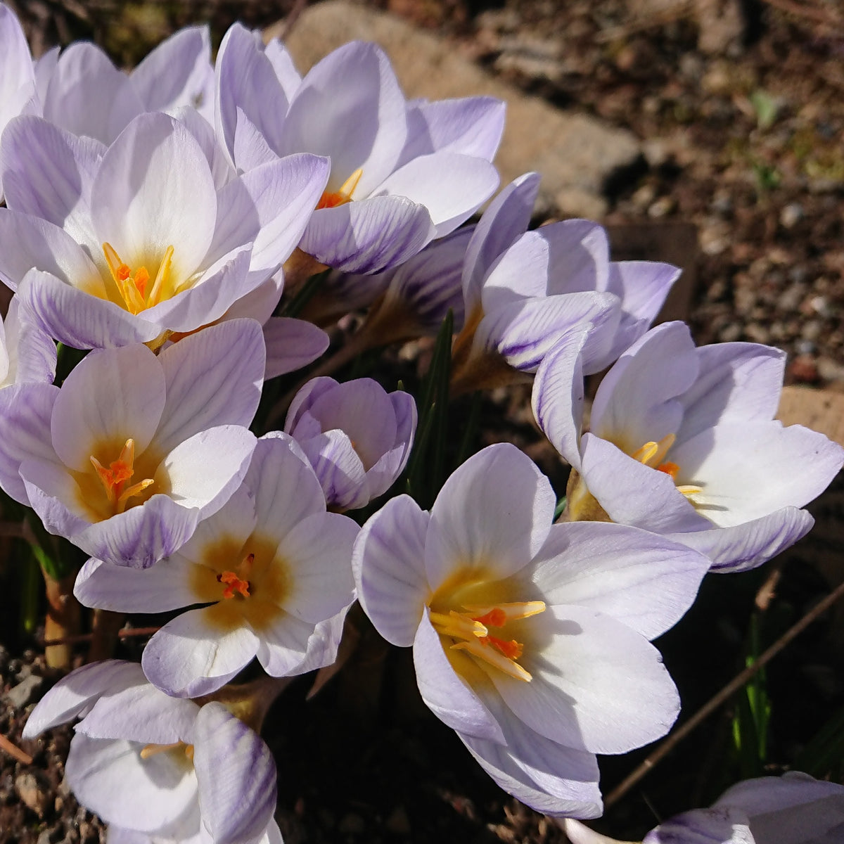 Crocus chrysanthus 'Blue Marlin'® - tryggðakrókus
