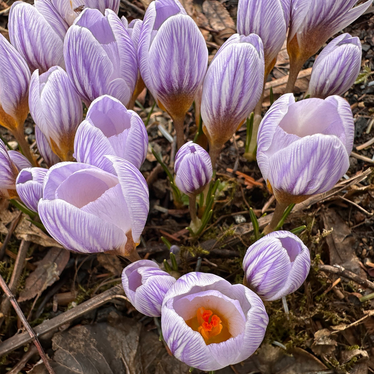 Crocus chrysanthus 'Blue Marlin'® - tryggðakrókus