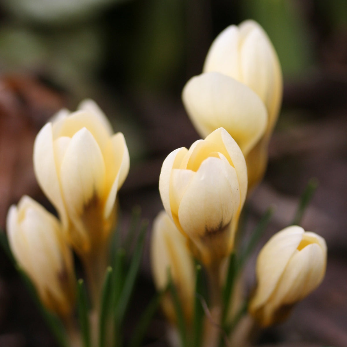 Crocus chrysanthus 'Cream Beauty' - tryggðakrókus