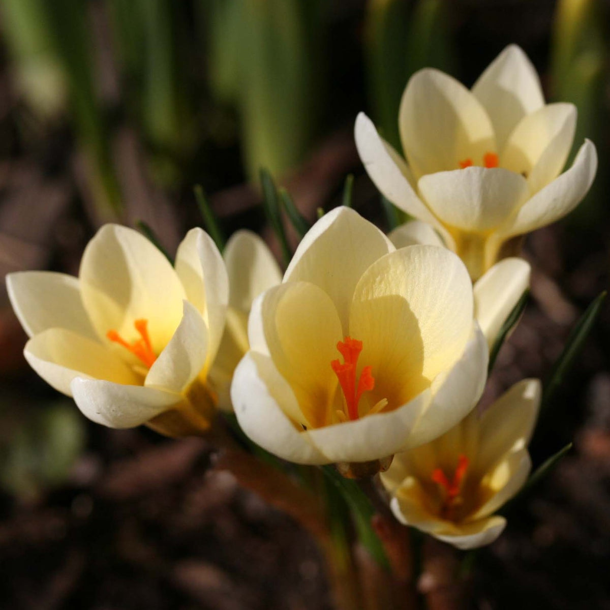 Crocus chrysanthus 'Cream Beauty' - tryggðakrókus