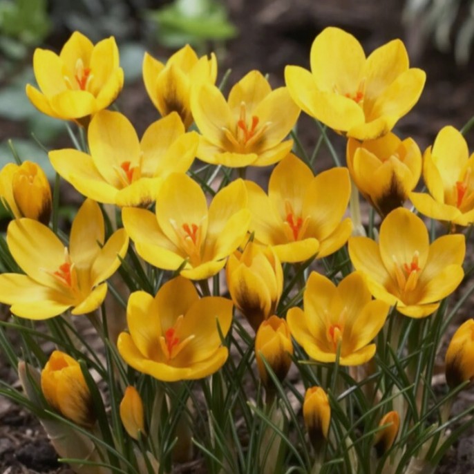 Crocus chrysanthus 'Goldilocks' - tryggðakrókus