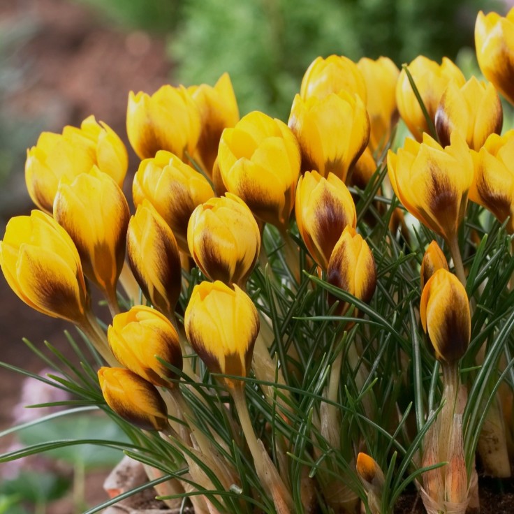 Crocus chrysanthus 'Goldilocks' - tryggðakrókus