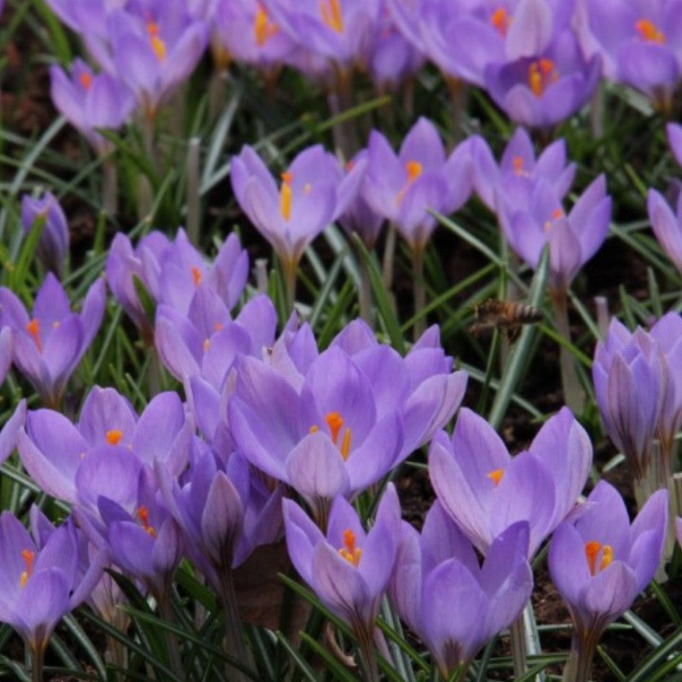 Crocus etruscus 'Zwanenburg' - toskanakrókus