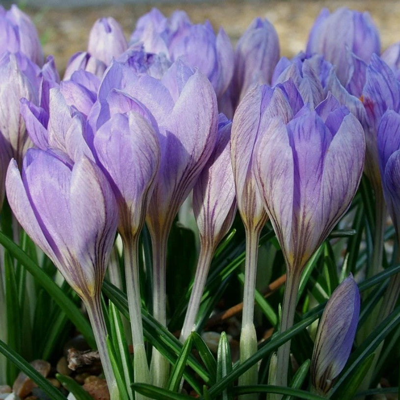 Crocus etruscus 'Zwanenburg' - toskanakrókus