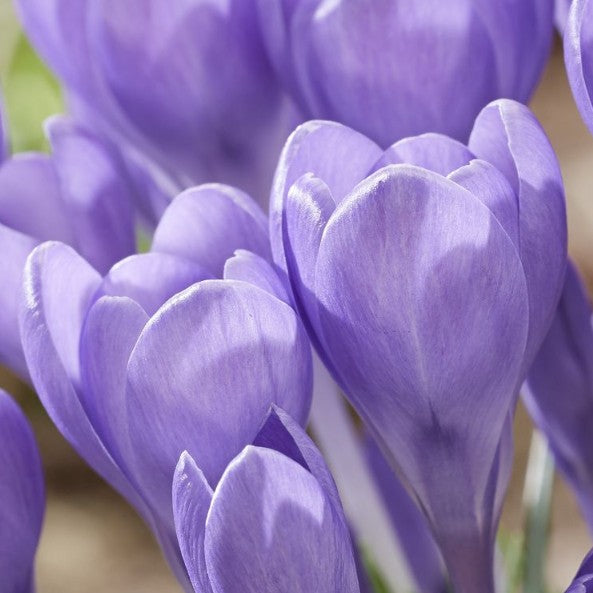 Crocus tommasinianus 'Hummingbird'® - snækrókus