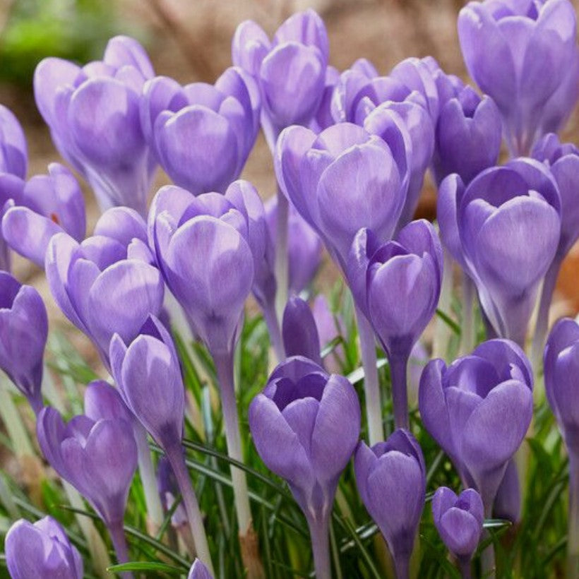 Crocus tommasinianus 'Hummingbird'® - snækrókus