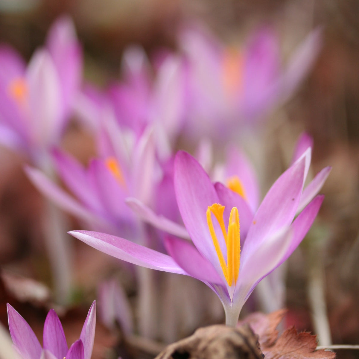 Crocus tommasinianus 'Roseus' - snækrókus