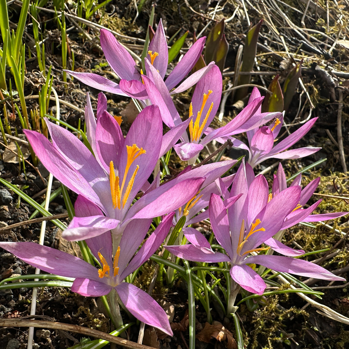 Crocus tommasinianus 'Roseus' - snækrókus
