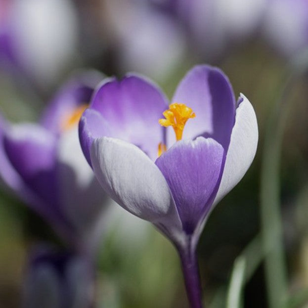 Crocus vernus 'Whale Shark'® - vorkrókus