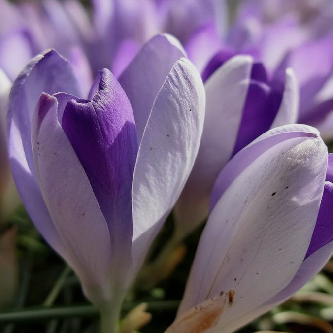 Crocus vernus 'Whale Shark'® - vorkrókus