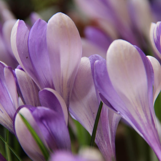 Crocus 'Yalta' - krókus