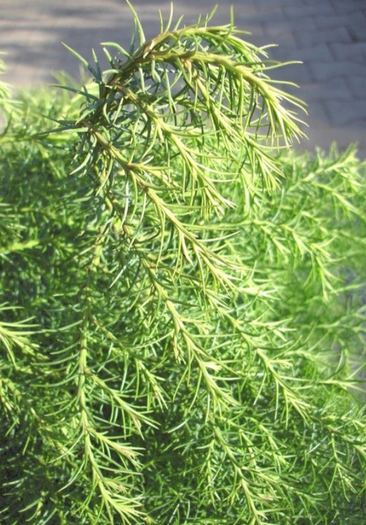 Cryptomeria japonica 'Elegans' - keisaraviður