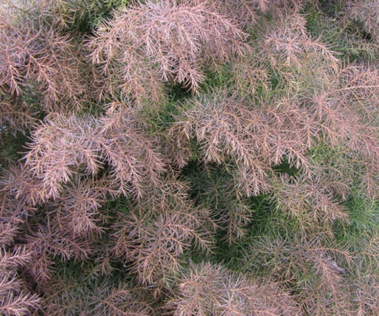 Cryptomeria japonica 'Elegans' - keisaraviður