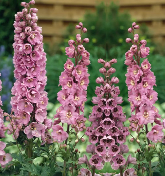 Delphinium 'Astolat' - riddaraspori