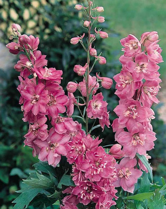 Delphinium 'Astolat' - riddaraspori