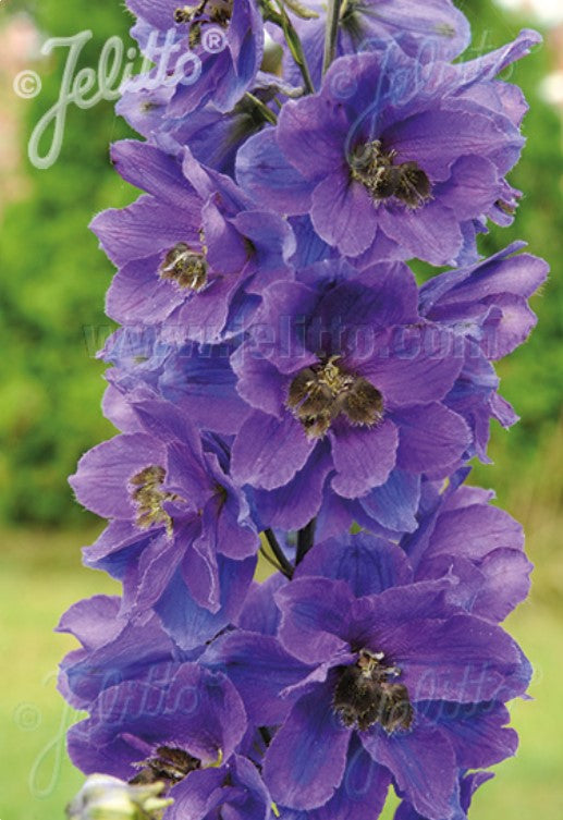 Delphinium 'Black Knight' - riddaraspori