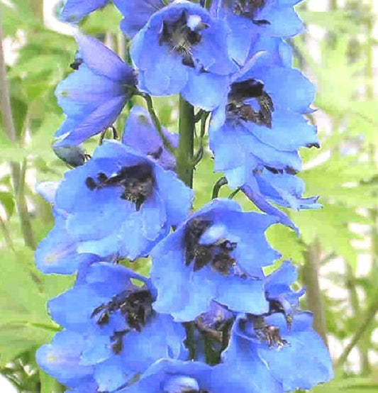 Delphinium 'Blue Jay' - riddaraspori