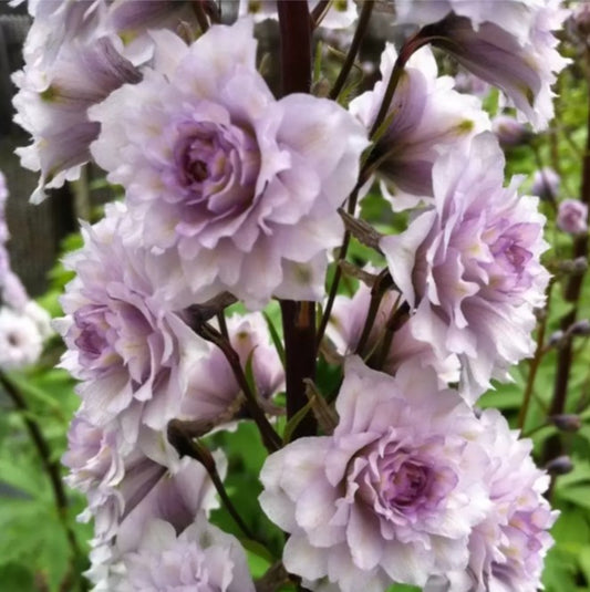 Delphinium 'Cha Cha' - riddaraspori