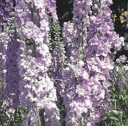 Delphinium 'Guinevere' - riddaraspori