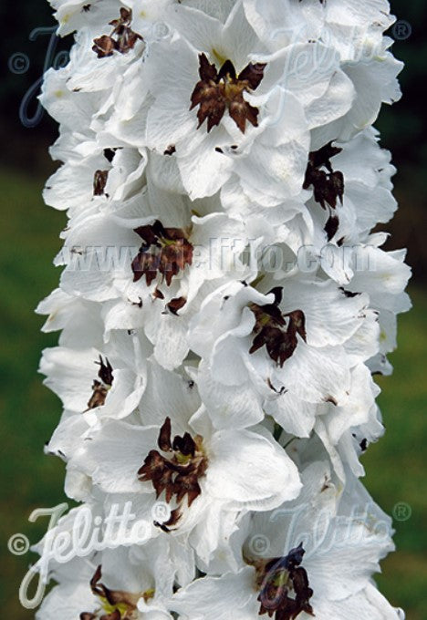 Delphinium 'Percival' - riddaraspori