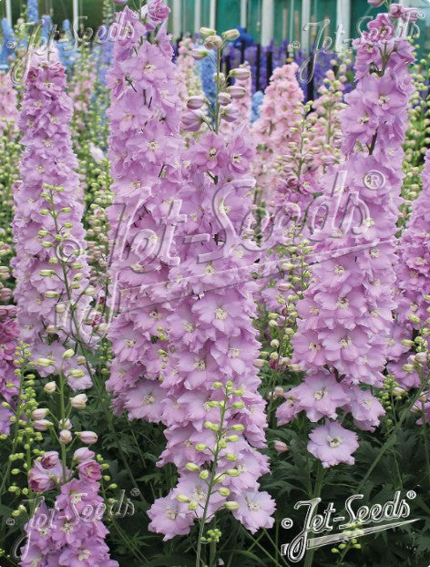 Delphinium 'Pink Blush' - riddaraspori