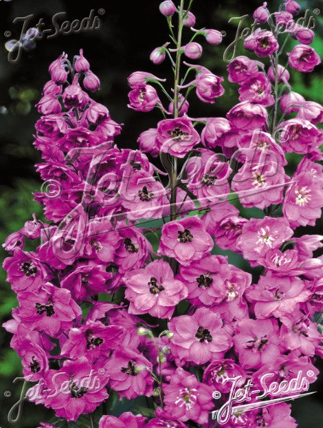 Delphinium 'Pink Punch' - riddaraspori