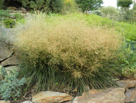 Deschampsia cespitosa 'Palava' - snarrótarpuntur