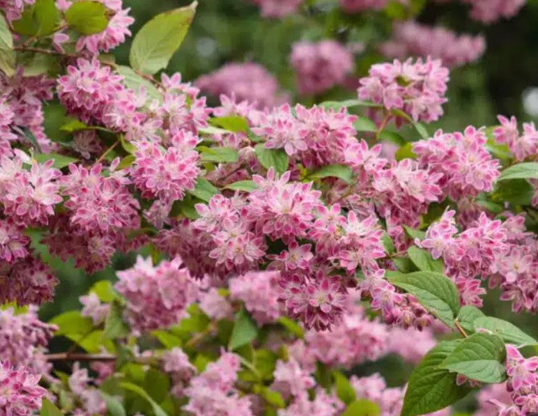 Deutzia x hybrida 'Strawberry Fields' - stjörnutoppur