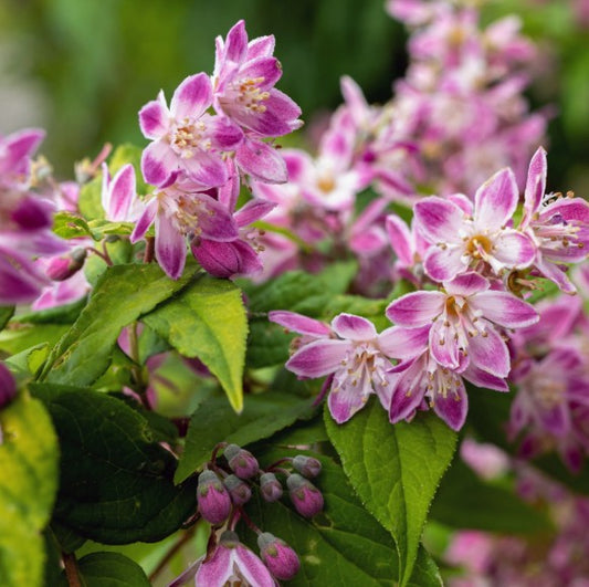 Deutzia x hybrida 'Strawberry Fields' - stjörnutoppur